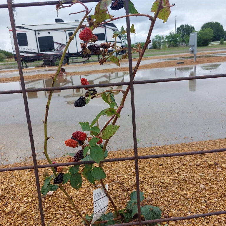 blackberry plants