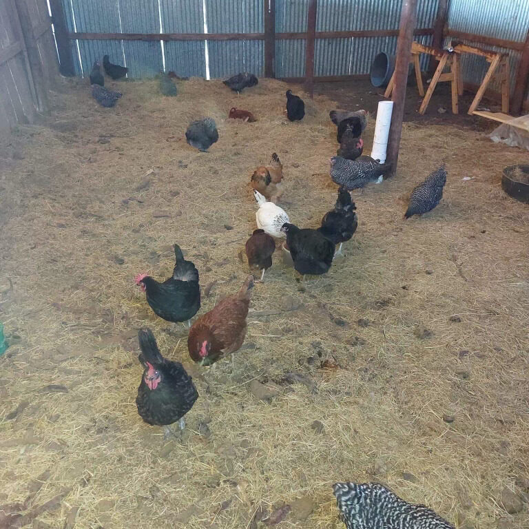 chicken coop